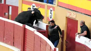 El ganado de Arriazu no defrauda en el espectáculo de Tudela: saltos y sustos con todas las medidas por la Covid