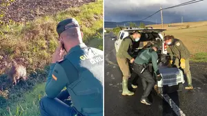 Socorren a un jabalí herido en la Comarca de Pamplona: Guardia Civil investiga si pudo ser atropellado