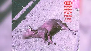 El toreo les sale caro: detenidos tres jóvenes de Funes por colarse en una finca de Marcilla