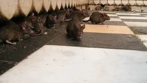 Ratas en las calles de tres barrios de Pamplona: vecinos de las zonas afectadas piden reforzar su control