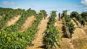 La Ruta del Vino navarra, reconocida a nivel nacional por su apuesta con el turismo sostenible