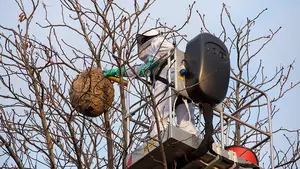 Temor ante la invasión de avispas asiáticas en Pamplona: comienza la retirada de nidos