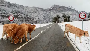 Ocho carreteras afectadas por el temporal de nieve en Navarra: vías con cadenas y dos puertos cerrados