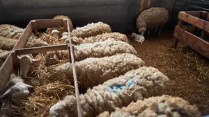 Un pueblo de Navarra revive un día especial con calderete popular, concursos y premios