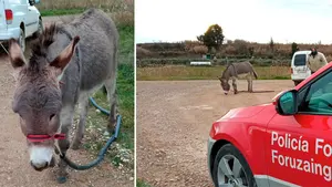 Encuentran a Bartolo trotando por la carretera: la policía busca al dueño de un burro que se ha despistado en Tudela