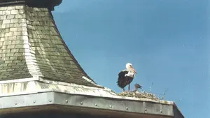 Una pareja de cigüeñas que criaban en Pamplona desde 1994 se queda sin su nido: esta es su historia