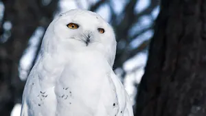Los socialistas en Pamplona proponen instalar nidos de lechuzas blancas para combatir a las ratas en la ciudad