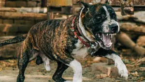 Salvaje ataque de un perro a un adolescente en Navarra: le muerde el brazo y su dueño se va