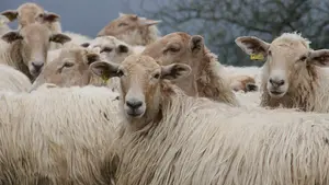 Estudian en Navarra el tratamiento para una infecci&oacute;n incurable en humanos y animales