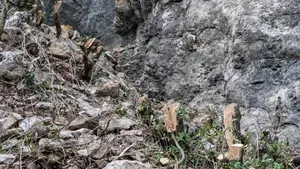 Denuncian la tala de árboles en el espacio protegido del Roquedo de Echauri