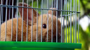 Golpearon y mataron gallinas, palomas y un conejo: investigan a 4 menores de la Ribera