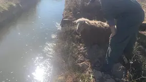 Rescatan a tres ovejas preñadas que se habían caído a un canal en Villafranca