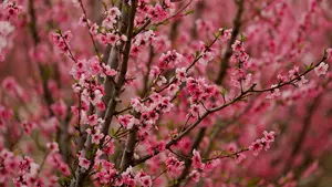 ¿Qué es la astenia primaveral? Síntomas, causas y cómo tratarla