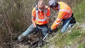 Un perro abandonado en Pamplona ataca a varias personas y provoca un accidente