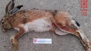 Caza furtiva en Tudela: dos jóvenes investigados por cazar liebres vedadas con galgos