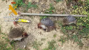 Mataban erizos protegidos para comérselos: denunciadas dos personas en Artajona
