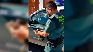 La Guardia Civil rescata en Tafalla una cría de águila ratonera desnutrida