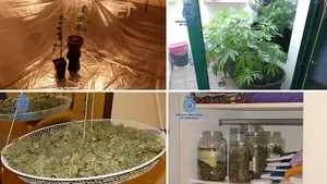 Sin sitio ni para dormir: detenido en Tafalla por llenar su casa con una plantaci&oacute;n de marihuana