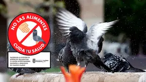 Los nuevos carteles en Pamplona para no alimentar a las palomas por su sobrepoblación