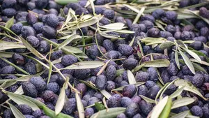 Investigan a una empresa por distribuir en Navarra un aceite de oliva no apto para el consumo