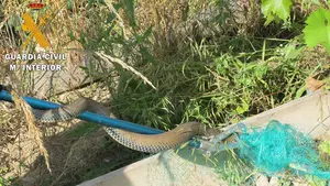 La Guardia Civil rescata una culebra bastarda atrapada en el Valle de Elortz