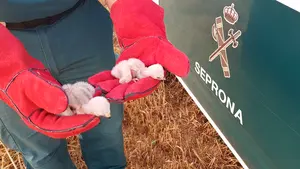 La Guardia Civil rescata dos crías de aguilucho cenizo en un trigal de Pueyo