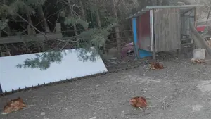 Varios perros sueltos en Azagra matan a una veintena de animales: denunciado su dueño