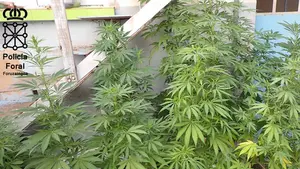 El fuerte olor le delató: detenido con 16 plantas de marihuana en su casa de Tudela