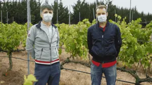 Investigan cómo evitar la pérdida de acidez producida por el cambio climático en el vino navarro