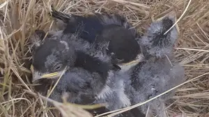 Denuncian la matanza de golondrinas que se está realizando en un municipio navarro