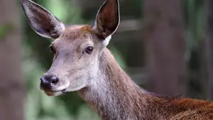 Muere en el acto un motorista de 60 años tras chocar con un corzo
