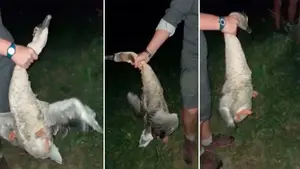 Estrangulan y apuñalan a una oca y lo graban en vídeo: imputados tres menores en Navarra