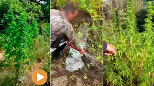 Detenidos dos vecinos de Pamplona por cultivar marihuana en el Valle de Ollo: tenían dos plantaciones