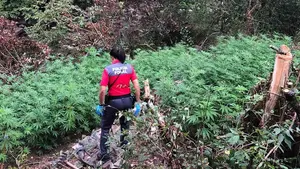 Lesiona a tres agentes cuando descubren su 'selva' de marihuana en el valle de Erro