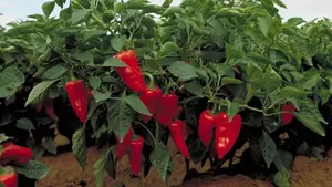 La campaña del pimiento de piquillo de Lodosa arranca con "buenas perspectivas"