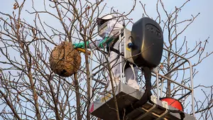 La avispa asiática crece en Pamplona: capturados 515 ejemplares, un 40% más que en 2020