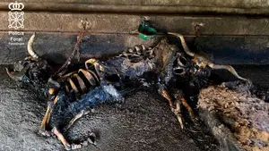 En estado de putrefacción: un ganadero causa la muerte de 9 vacas y 27 ovejas en el pirineo navarro
