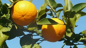 Identificados tres menores de edad por tirar naranjazos y agredir a un joven en Tudela