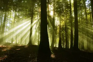 El último bosque virgen de Navarra: un hayedo mezclado con abetos de un valor extraordinario