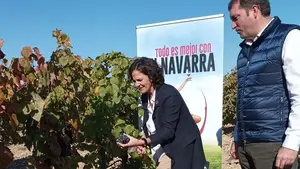La vendimia finaliza en Navarra: 59 millones de kilos de uva de "excelente" calidad