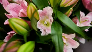 Burlada y Villava lanzan una campa&ntilde;a primaveral con flores y m&uacute;sica para impulsar el comercio