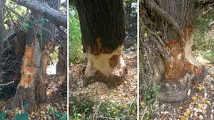 Talan varios árboles en Villava que estaban afectados por la actividad de castores