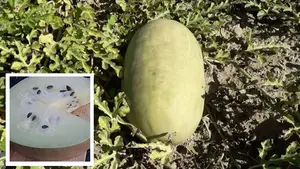 La melona, la fruta desaparecida en la década de los años 70 y que Navarra ha recuperado