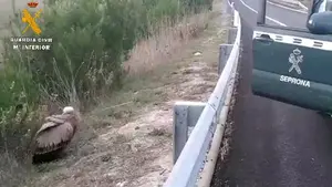 Socorren a un buitre leonado que se encontraba perdido por la autovía del Camino, en Zizur