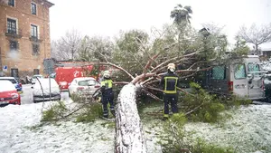Un árbol de grandes dimensiones cae sobre 3 coches en una plaza de Pamplona