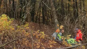 Un trabajador herido al caerle una rama de gran porte sobre la pierna cerca de Bera