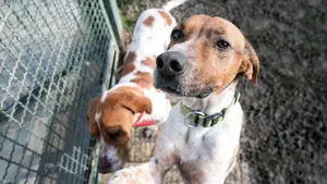 Las mascotas que esperan ser adoptadas en Pamplona: 14 perros y 40 gatos
