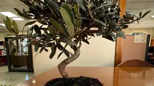 Estella estrena bonsai en el ayuntamiento: el regalo de la Red de Juderías