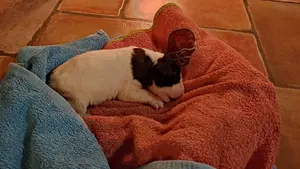 Investigado por arrojar ocho cachorros de perro a la basura en Tierra Estella: solo ha sobrevivido uno