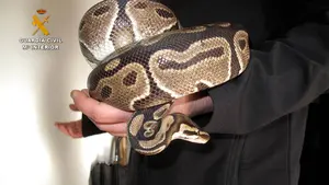 La Guardia Civil recupera un ejemplar de pit&oacute;n real en la Cuenca de Pamplona